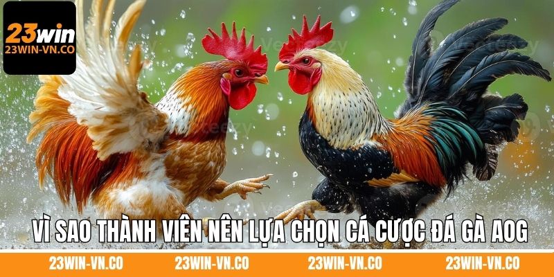 Đá Gà AOG – Trải Nghiệm Giải Trí Đỉnh Cao Tại 23WIN 3 Lý do vì sao thành viên nên lựa chọn cá cược đá gà AOG