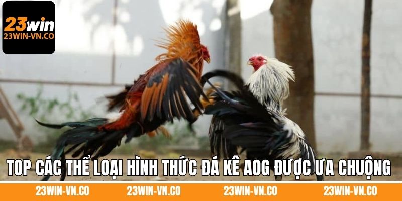 Đá Gà AOG – Trải Nghiệm Giải Trí Đỉnh Cao Tại 23WIN 4 Top các thể loại hình thức đá kê AOG được ưa chuộng