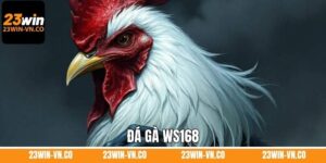 Đá Gà WS168 – Mang Đến Những Trận Đấu Mãn Nhãn Tại 23Win