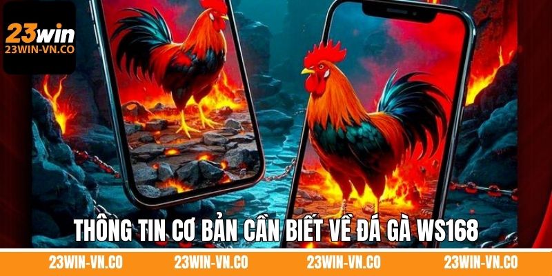 Đá Gà WS168 – Mang Đến Những Trận Đấu Mãn Nhãn Tại 23Win 2 Thông tin cơ bản cần biết về đá gà WS168