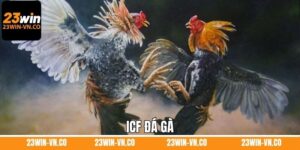 ICF Đá Gà 23Win – Điểm Hẹn Của Những Trận Đấu Kịch Tính