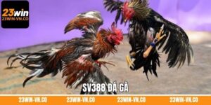 SV388 Đá Gà - Sảnh Cược Uy Tín, Xanh Chín Số 1 Tại 23Win