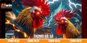 Thomo Đá Gà 23Win - Trải Nghiệm Sự Kịch Tính, Thú Vị
