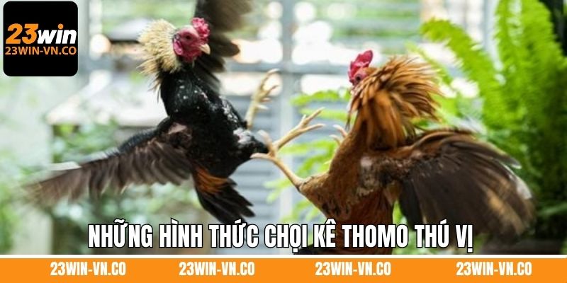 Thomo Đá Gà 23Win - Trải Nghiệm Sự Kịch Tính, Thú Vị 4 Những hình thức chọi kê Thomo thú vị nên thử tham gia