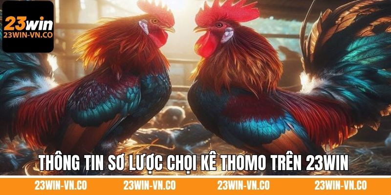 Thomo Đá Gà 23Win - Trải Nghiệm Sự Kịch Tính, Thú Vị 2 Thông tin sơ lược về hình thức chọi kê Thomo trên 23Win