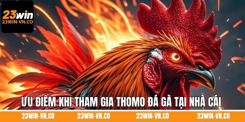 Thomo Đá Gà 23Win - Trải Nghiệm Sự Kịch Tính, Thú Vị 3 Ưu điểm khi tham gia Thomo đá gà tại nhà cái