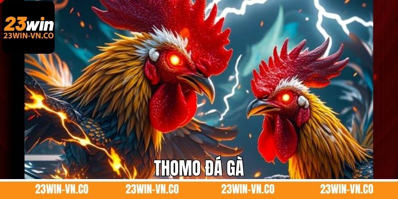 Thomo Đá Gà 23Win - Trải Nghiệm Sự Kịch Tính, Thú Vị 1 Thomo Đá Gà 23Win - Trải Nghiệm Sự Kịch Tính, Thú Vị